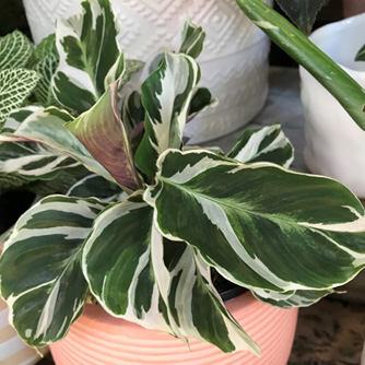 Calathea 'White fusion'