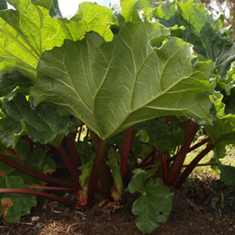 Established rhubarb plant