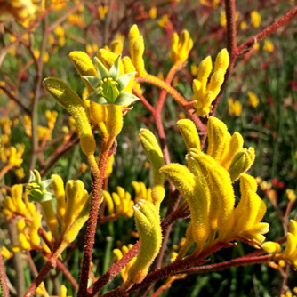 Iconic kangaroo paw flowers