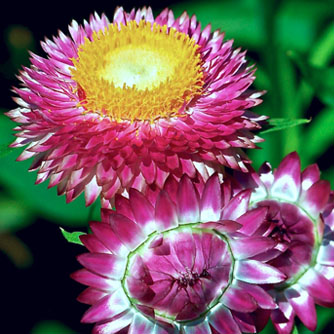 Pink strawflowers