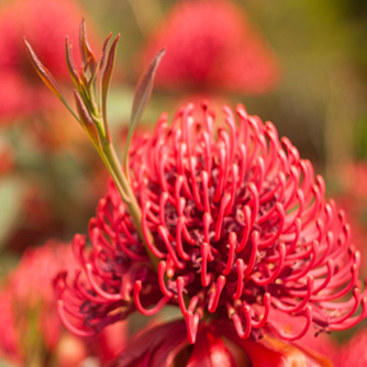 Growth shoots through waratah flower