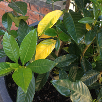 Normal yellowing gardenia leaves