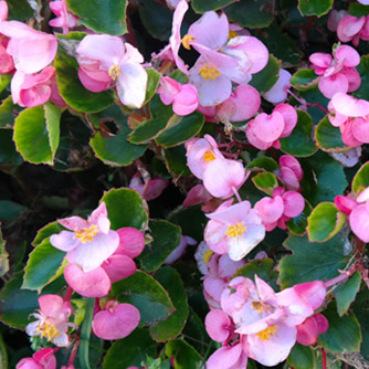 Green foliage bedding begonia