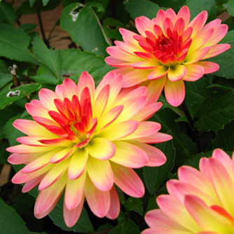 Two toned dahlia