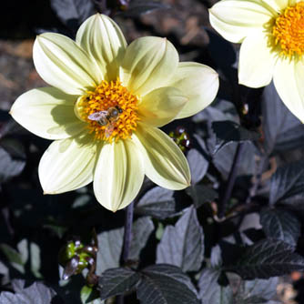 Simple anemone dahlia but with dark foliage