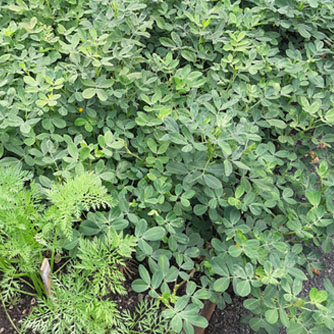 Peanut plants sharing the veggie patch with some carrots at the front