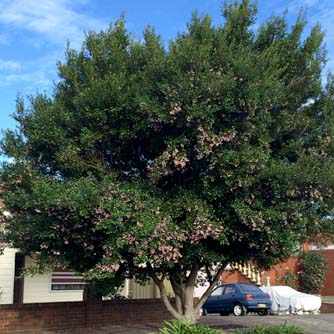 Lilly pillies can make great feature trees with their natural round shape