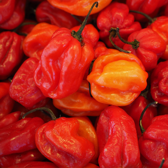 Distinctive shape of habanero chillies