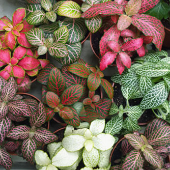 Super colourful fittonia