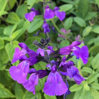 Salvia 'So Cool Violet'