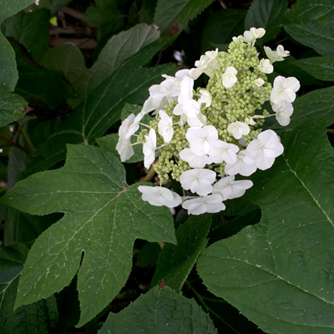 Oak leaf hydrangea