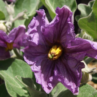 Eggplant flowers are actually quite pretty