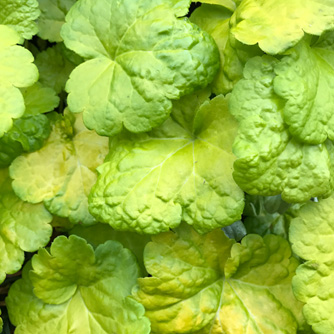 Amazing lime green heuchera