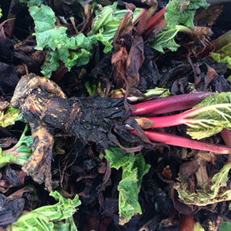 Rhubarb crown ready for planting